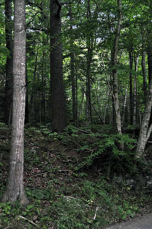 forested road